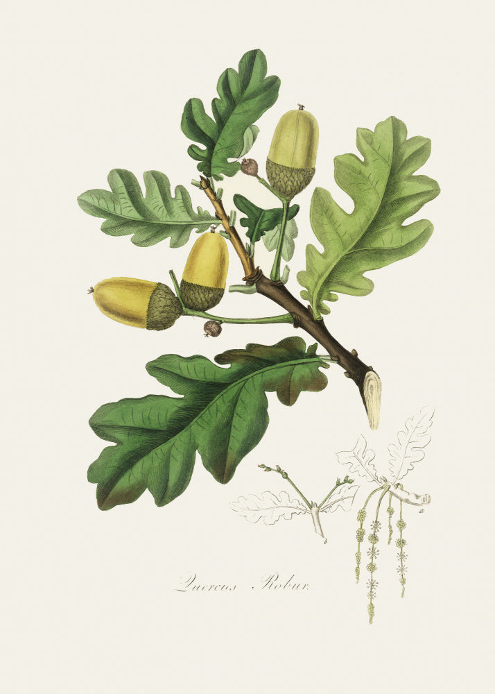 English Oak (quercus) Medical Botany | Poster