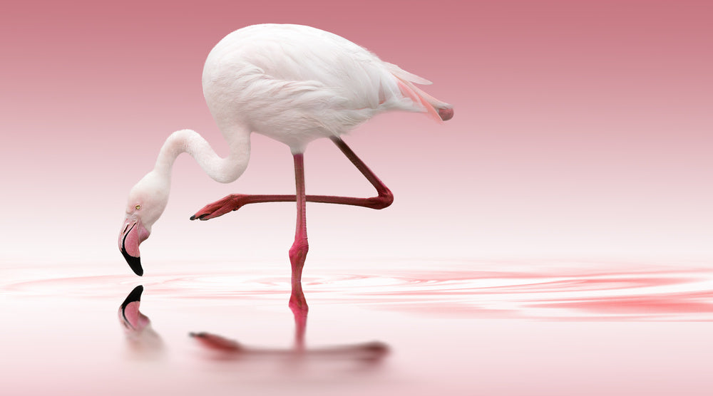Pink Flamingo Reflection | Canvas
