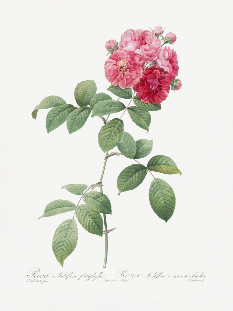 Seven Sisters Roses, Les Roses (1817–1824) | Poster