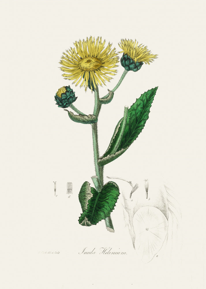Elecampane (inula Helenium) Medical Botany | Canvas