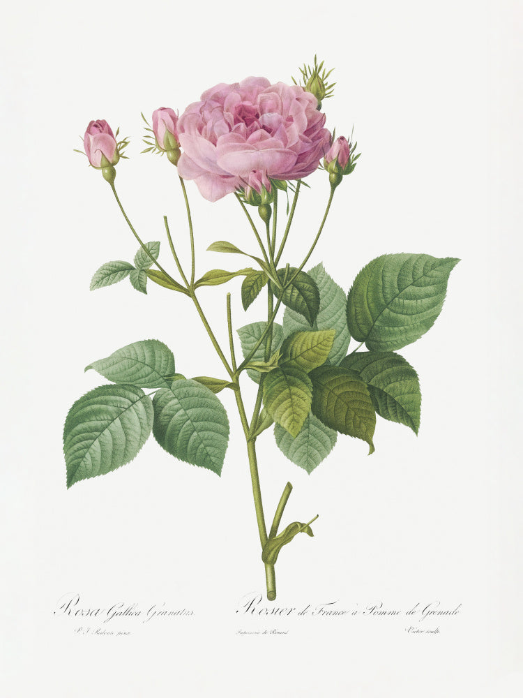 Rosa Gallica Granules, Les Roses (1817–1824) | Poster