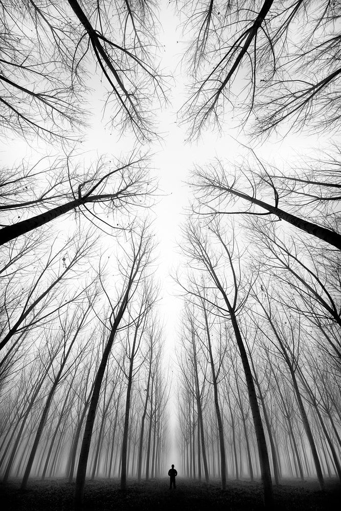 Lone Figure Foggy Forest | Poster