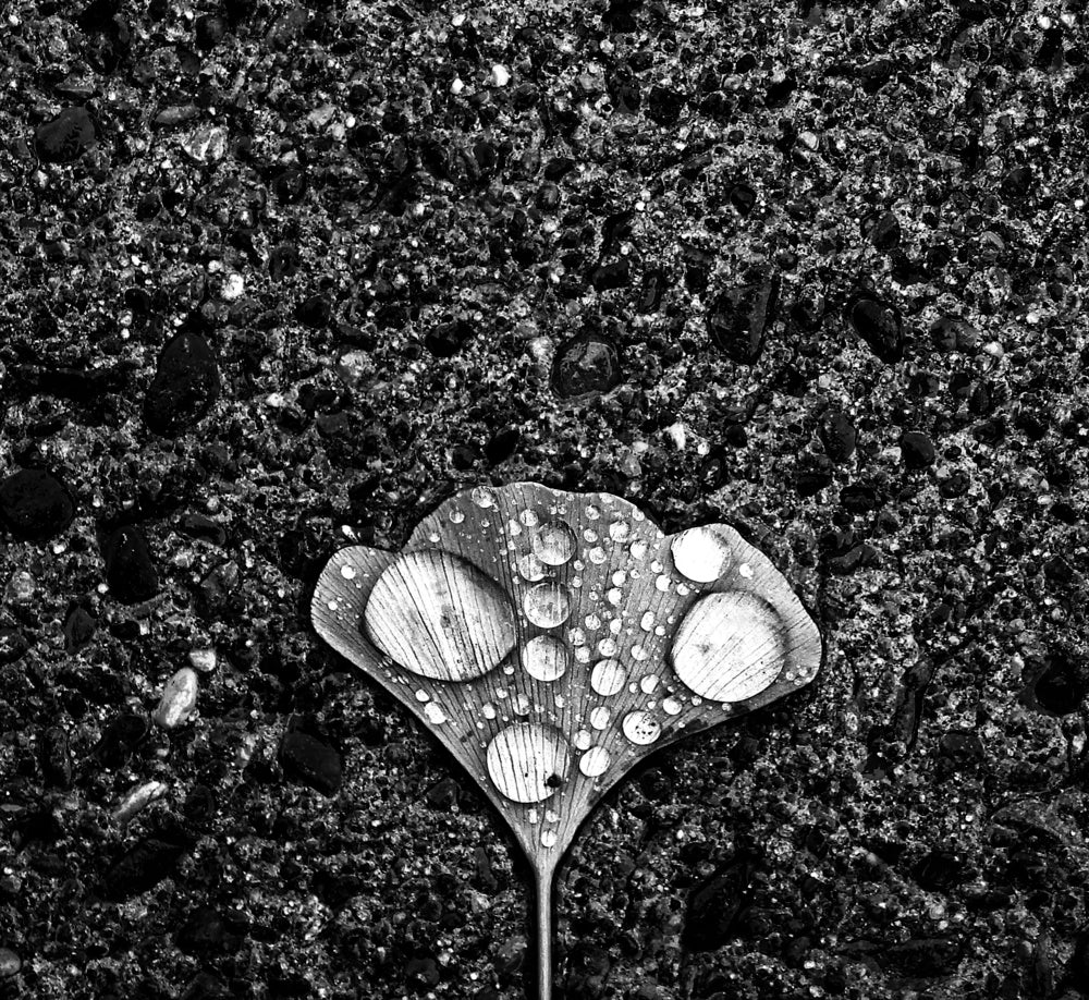 Ginkgo Leaf Water Drops | Canvas