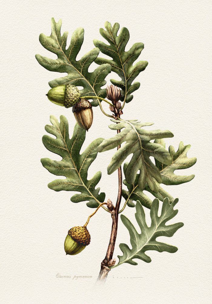 Pyrenean Oak Botanical Art | Poster