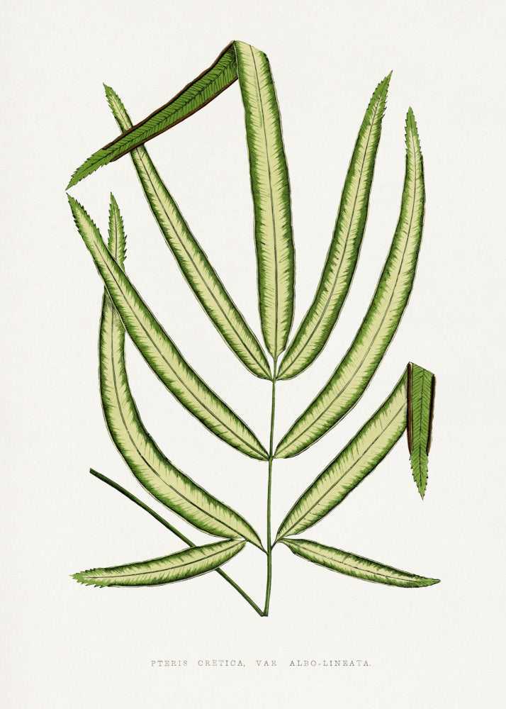 Pteris Cretica Leaf Illustration | Canvas