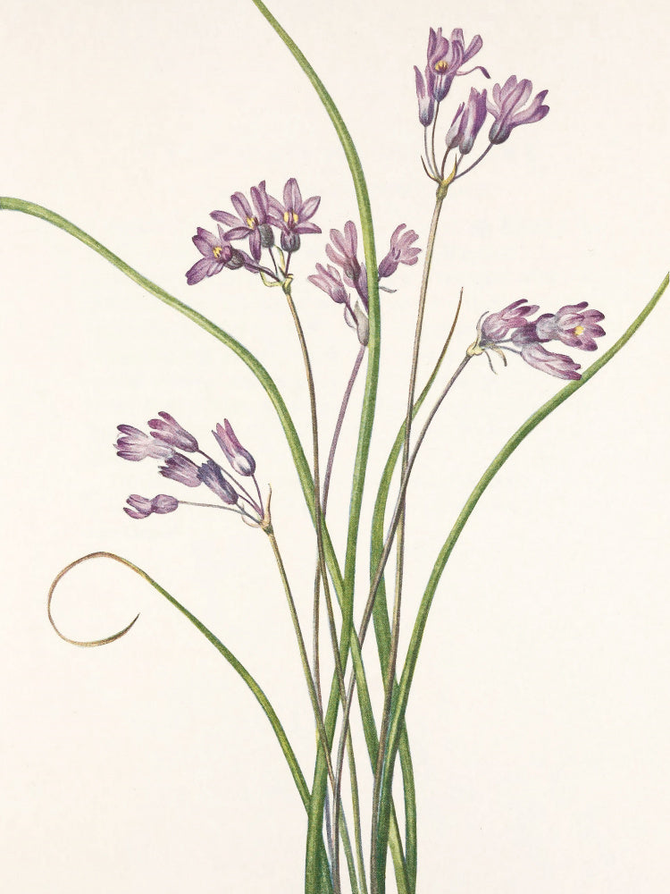 Wild Hyacinth From North American Wildflowers (1925) By Mary Vaux Walcott | Canvas