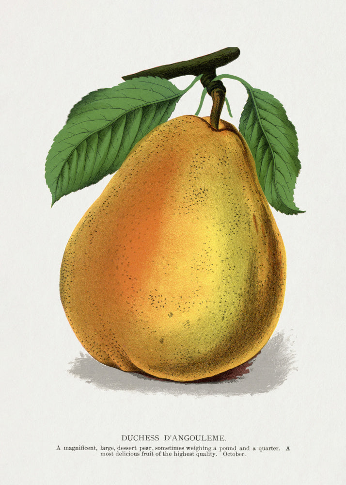 Duchess D'angouleme Pear Lithograph | Canvas