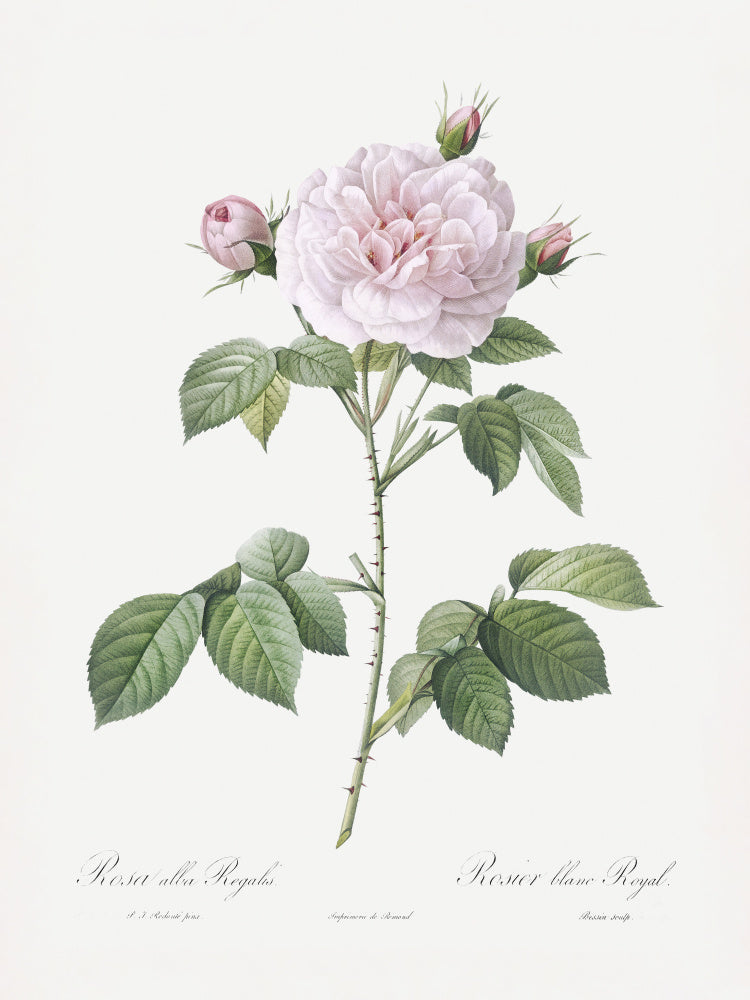 Royal White Rose, Les Roses (1817–1824) | Poster
