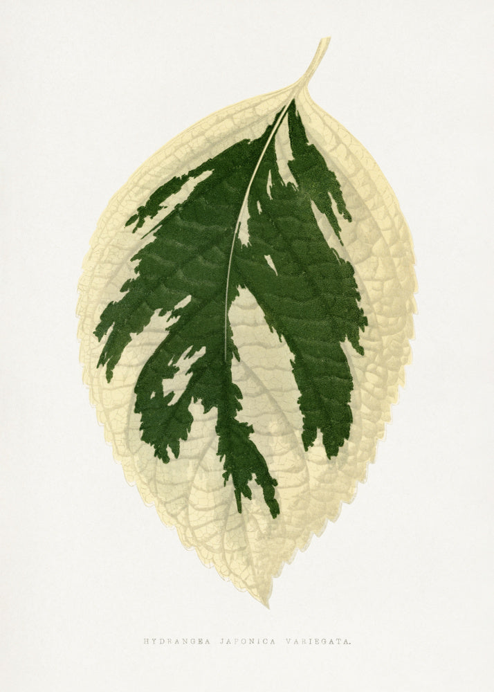 Hydrangea Japonica Variegata Leaf Illustration | Canvas