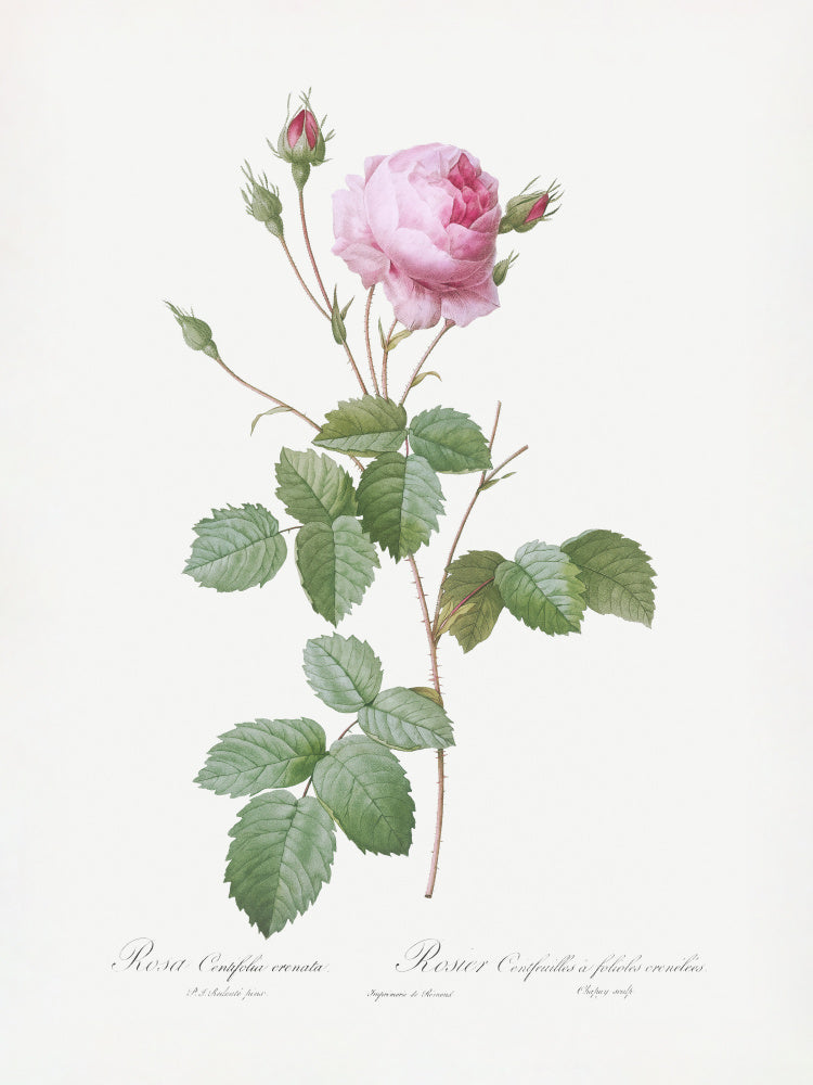 Crenate Leaved Cabbage Rose, Les Roses (1817–1824) | Canvas