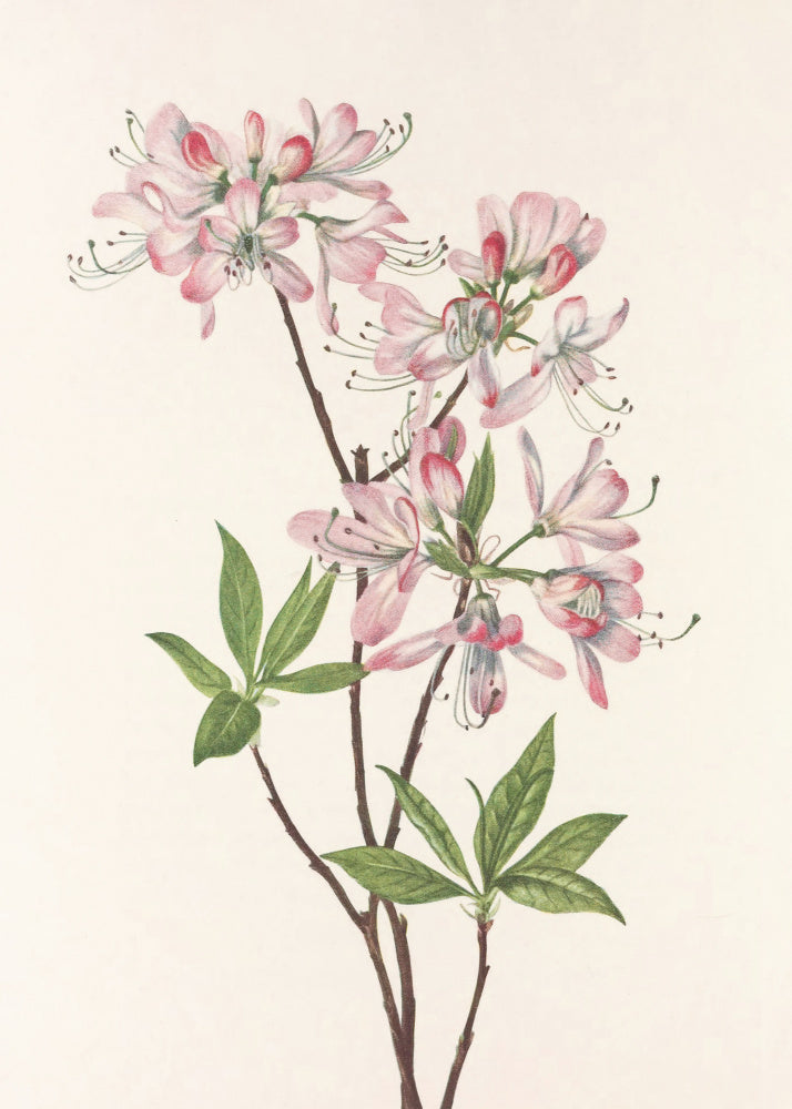 Pinkshell Azalea From North American Wildflowers (1925) By Mary Vaux Walcott | Poster