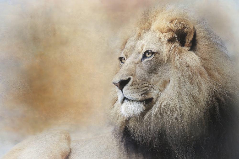 Majestic Lion Gaze | Poster