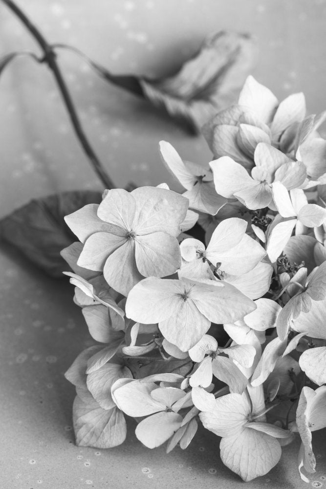 Monochrome Hydrangea Still Life | Poster