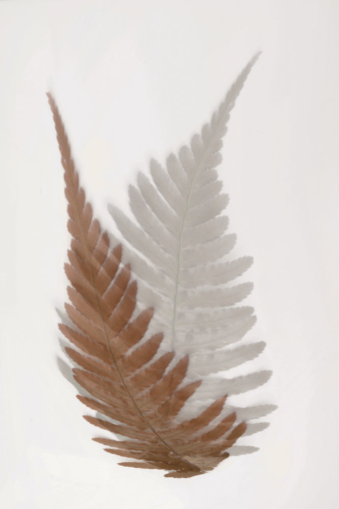 Ethereal Fern Fronds | Poster