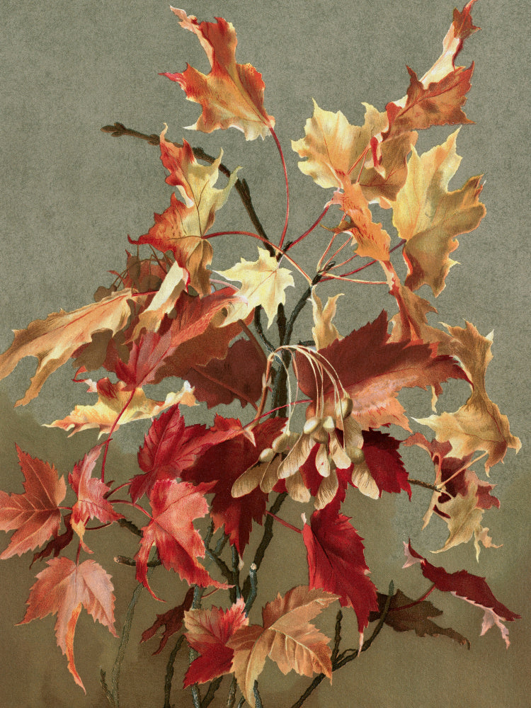 Autumn Leaves, No. 2 (maple) By Ellen Thayer Fisher | Poster