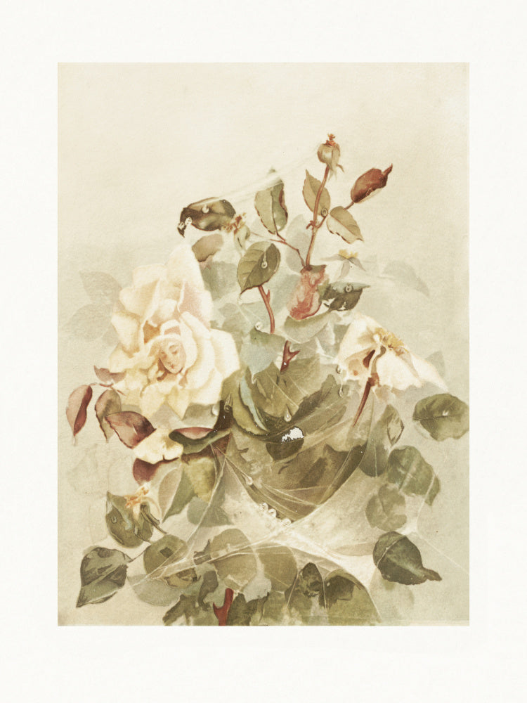 Pink Roses Seen Through Early Morning Dew | Canvas