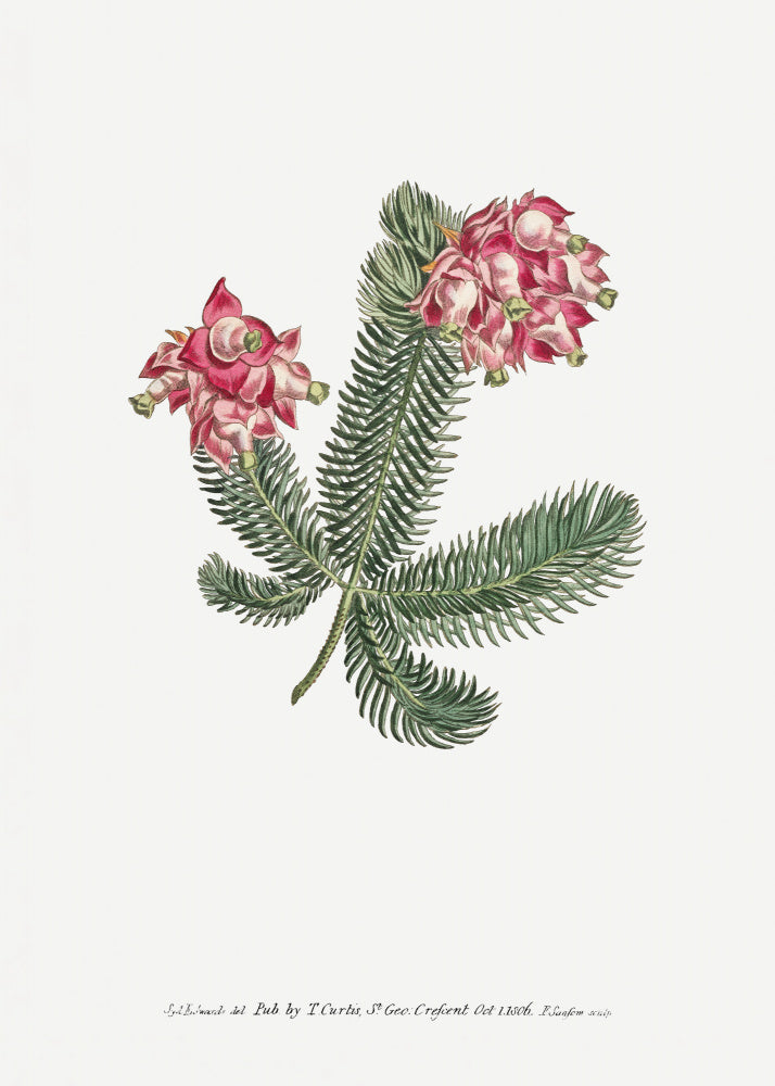 Erica Glauca Flower Garden Displayed By Francis Sansom | Canvas