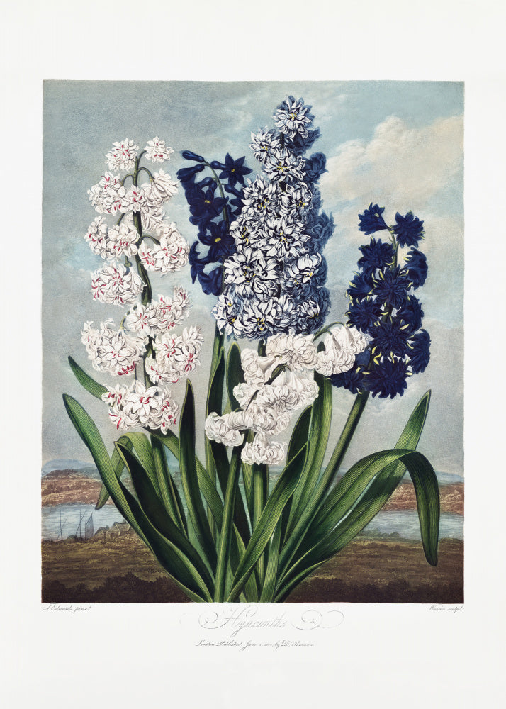 Hyacinths from The Temple of Flora (1807) | Poster