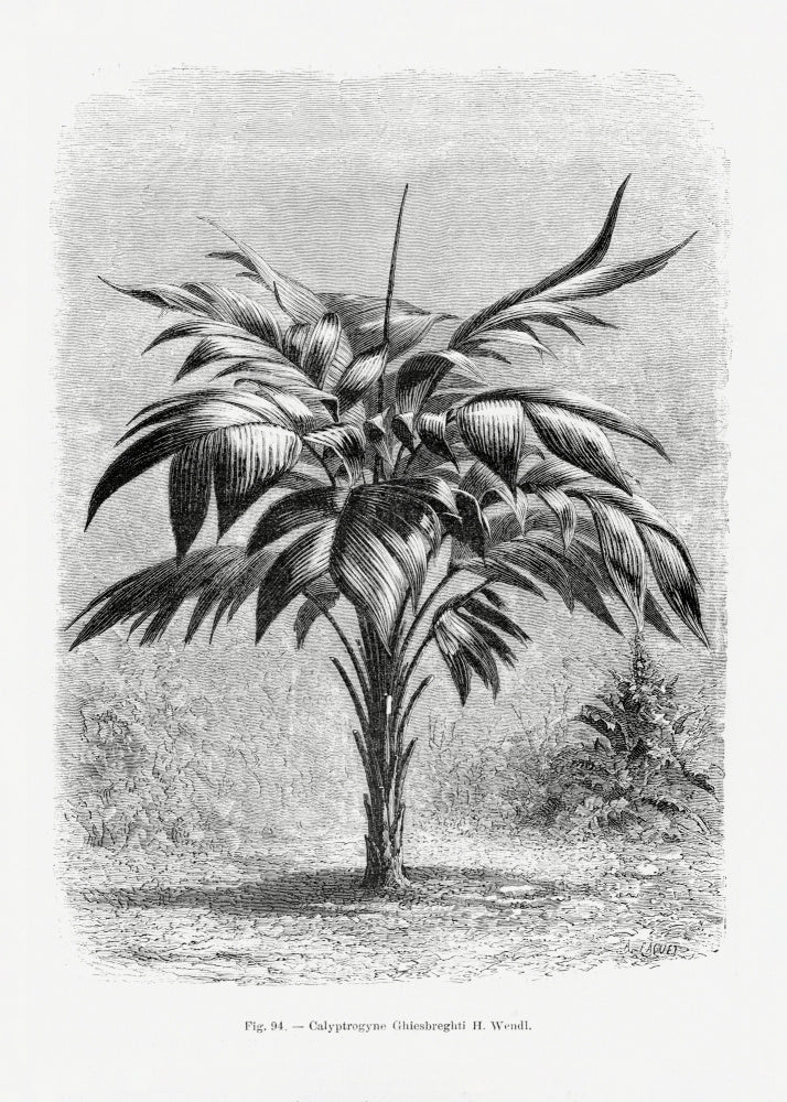 Vintage Palm Tree Drawing Viii | Canvas