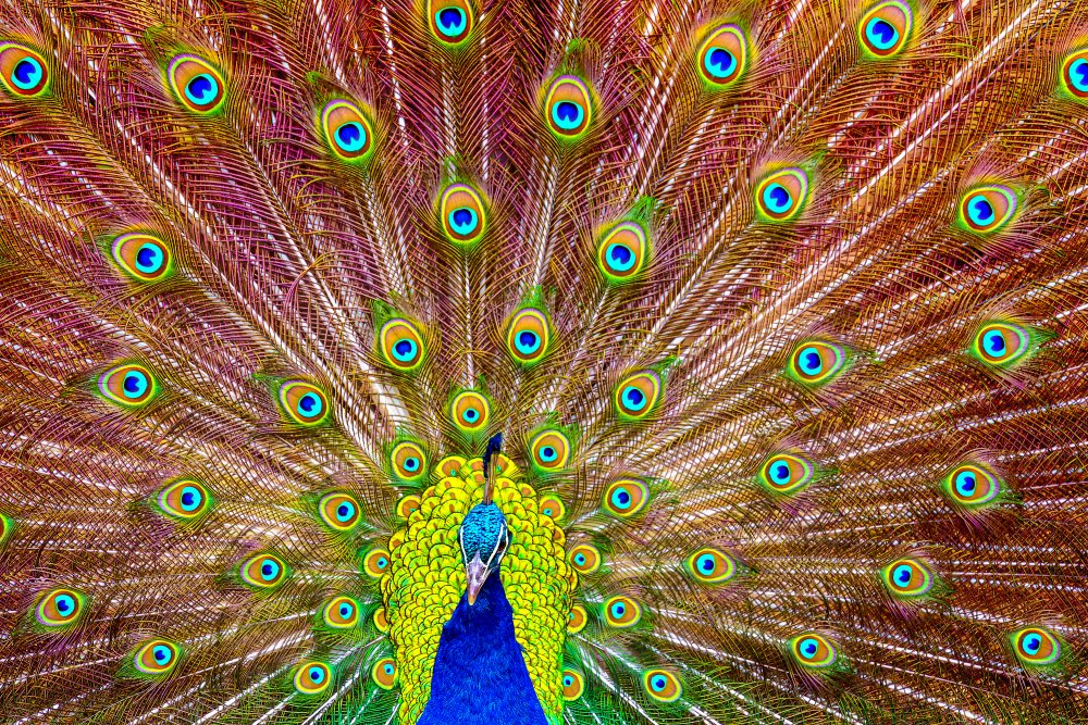 Iridescent Peacock Feathers | Poster