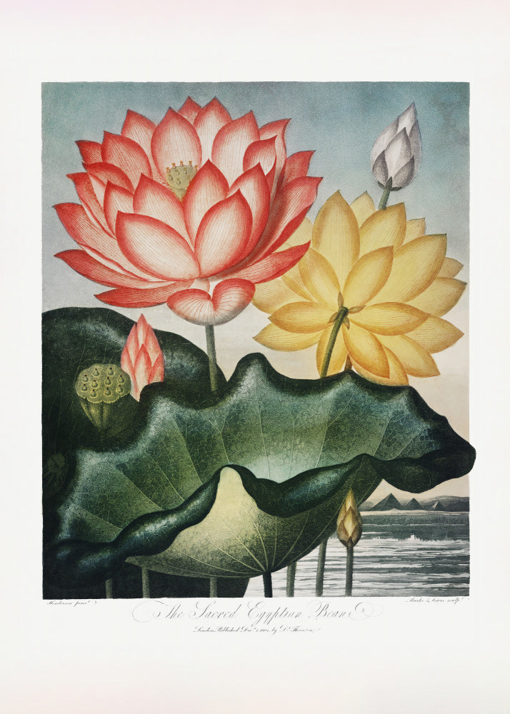 The Sacred Egyptian Bean from The Temple of Flora (1807) | Poster