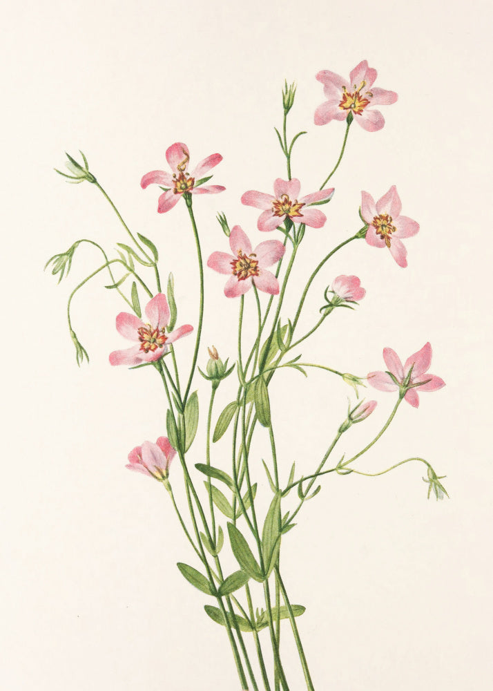 Saltmarsh Rose Gentian From North American Wildflowers (1925) By Mary Vaux Walcott. | Canvas