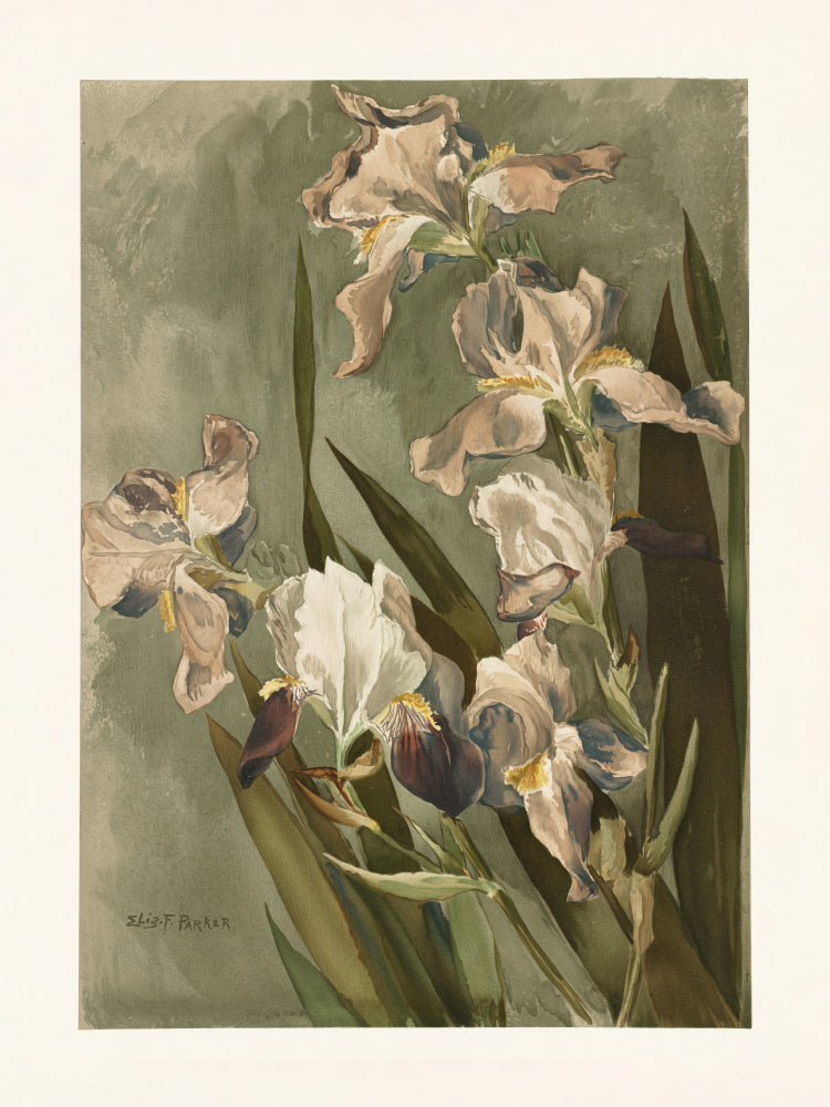 Study of Iris | Poster