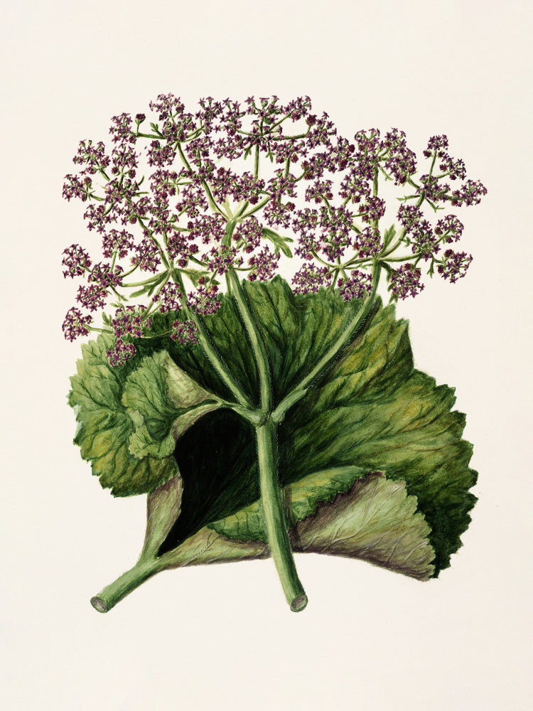 Antique Plant Ii Drawn By Sarah Featon (1848–1927) | Canvas