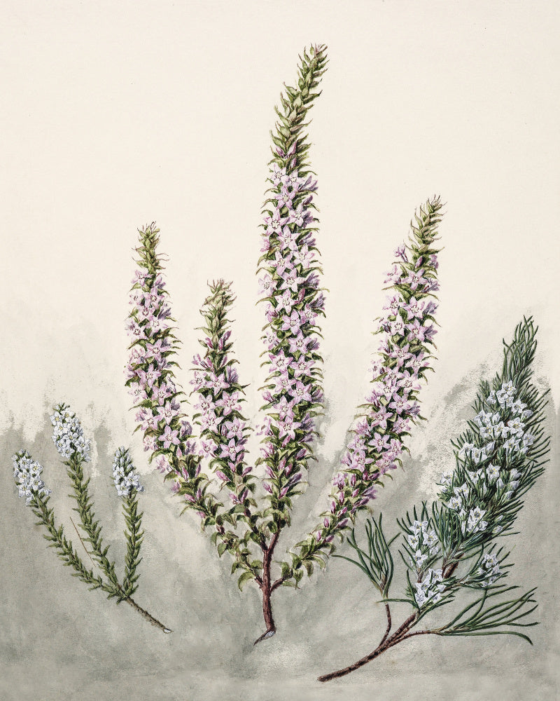 Epacris Drawn By Sarah Featon (1848–1927) | Poster