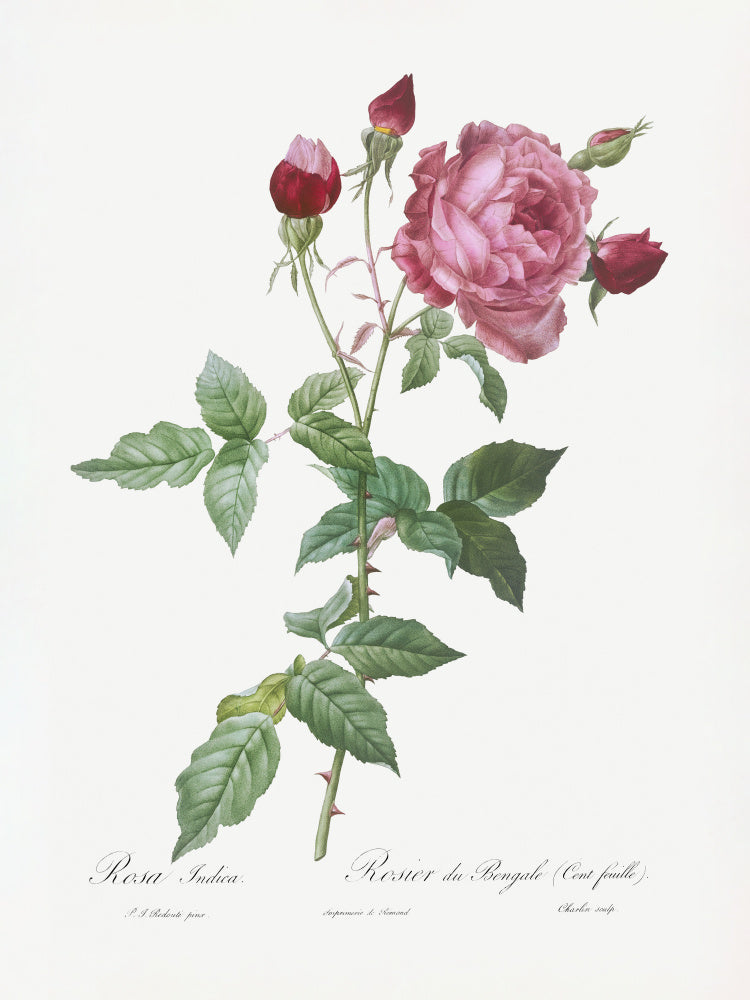 Provence Rose, Les Roses (1817–1824) | Canvas