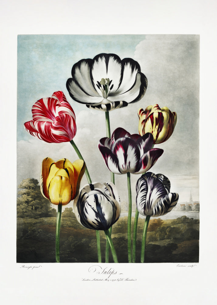 Tulips from The Temple of Flora (1807) | Canvas