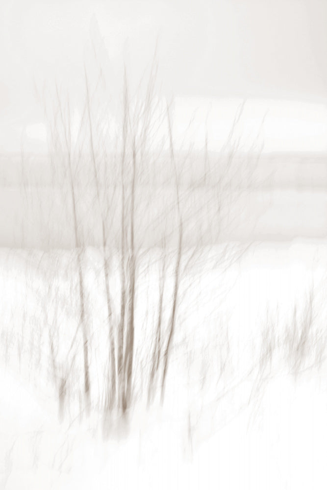 Ethereal Winter Woods | Canvas