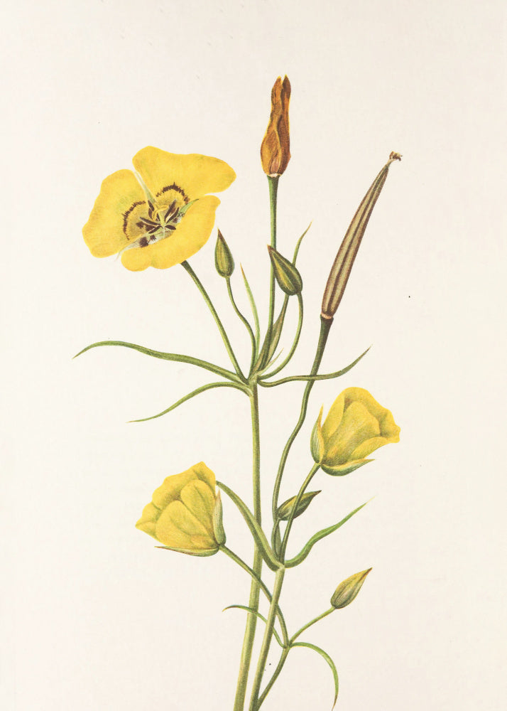 Goldenbowl Mariposa From North American Wildflowers (1925) By Mary Vaux Walcott | Poster