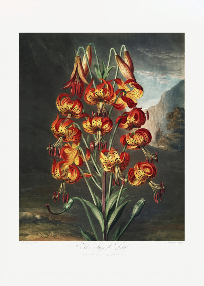 The Superb Lily from The Temple of Flora (1807) | Canvas