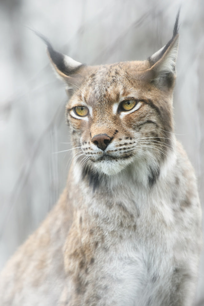 Intense Lynx Portrait | Canvas