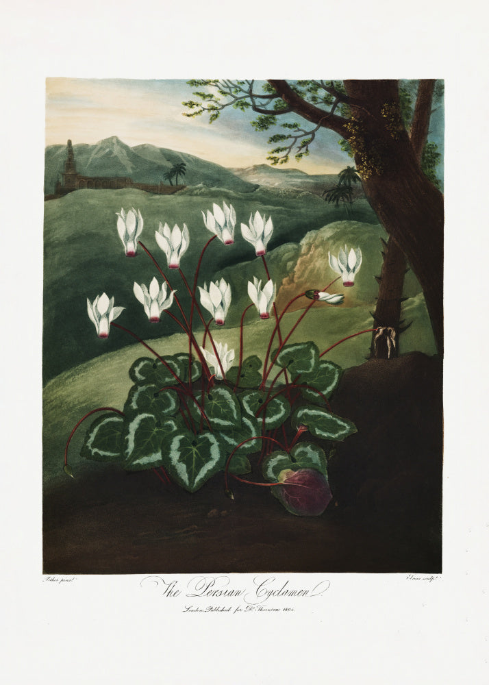 The Persian Cyclamen from The Temple of Flora (1807) | Canvas