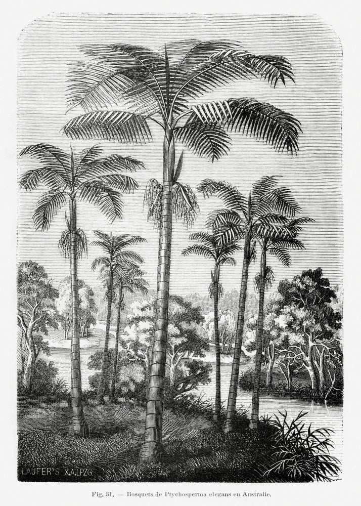 Vintage Palm Tree Drawing Ii | Poster
