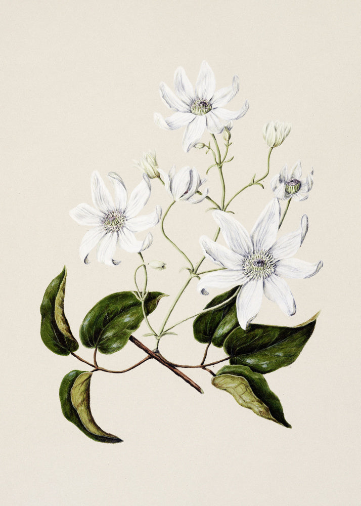 Puawananga Clematis Indivisa Drawn By Sarah Featon (1848–1927) | Poster