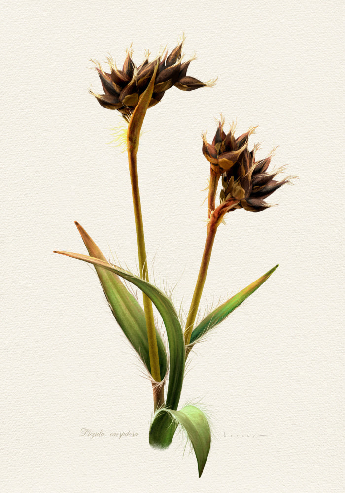Detailed Botanical Study | Poster