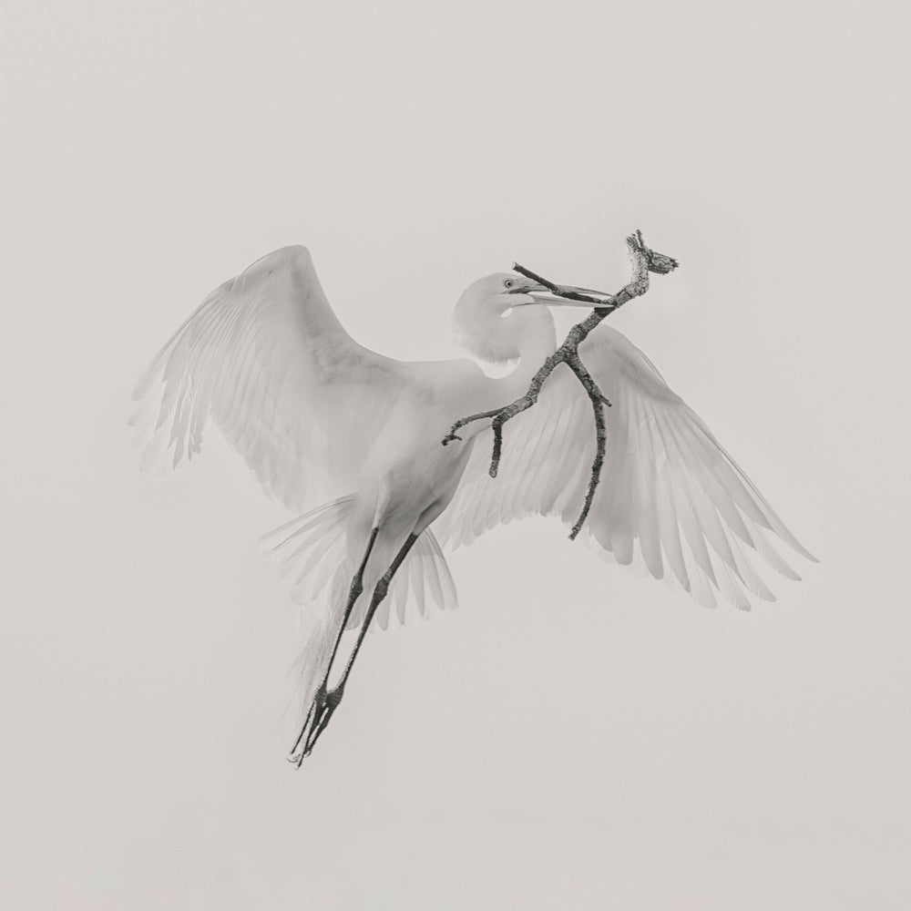 White Egret Carrying Branch | Poster