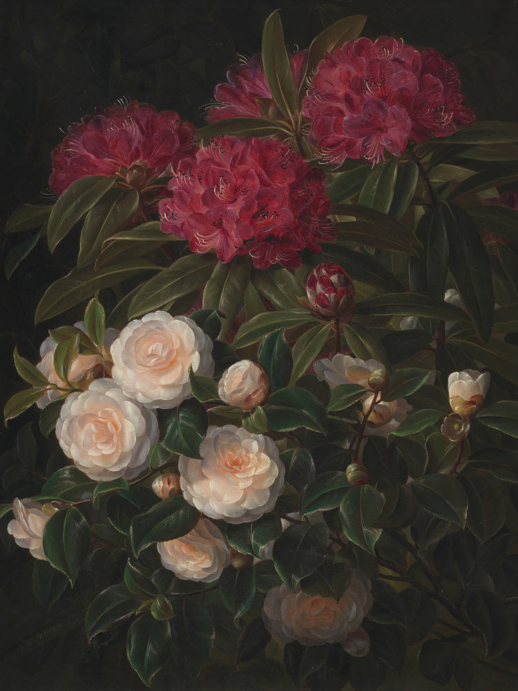 Camellias and Rhododendrons By Johan Laurentz Jensen | Poster