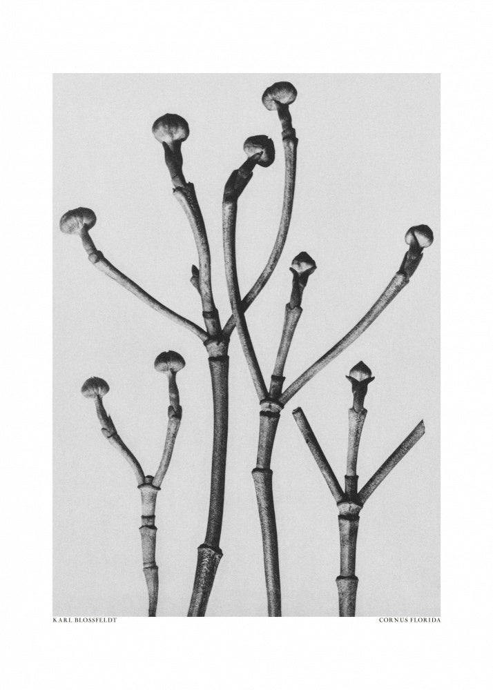 Cornus Florida | Poster