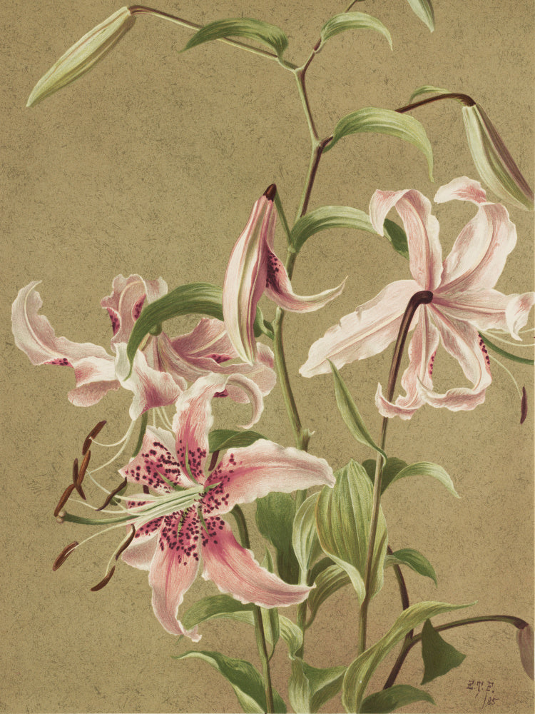 Japan Lily By Ellen Thayer Fisher | Poster