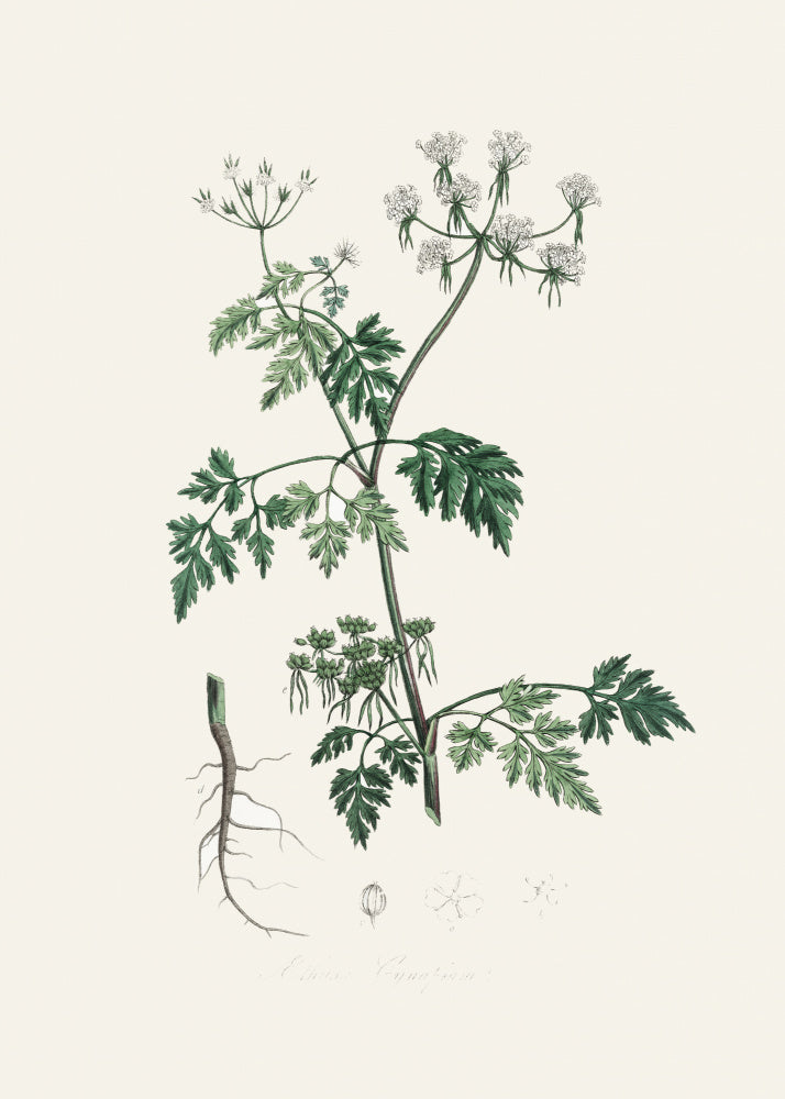 Poison Parsley (aethusa Cynapium) Medical Botany | Poster