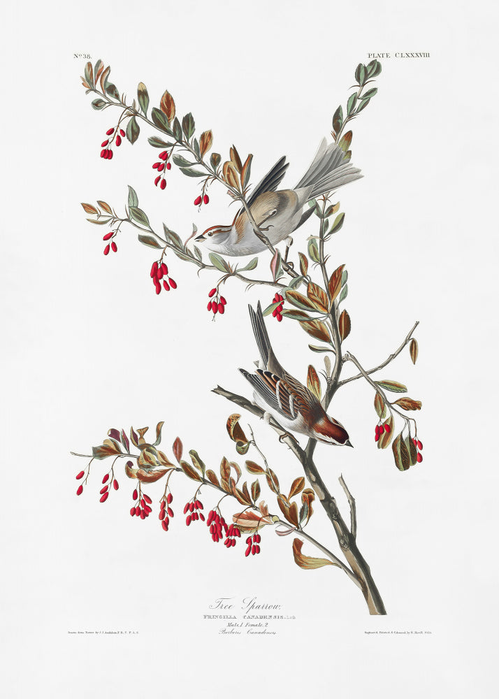Tree Sparrow From Birds of America (1827) | Poster