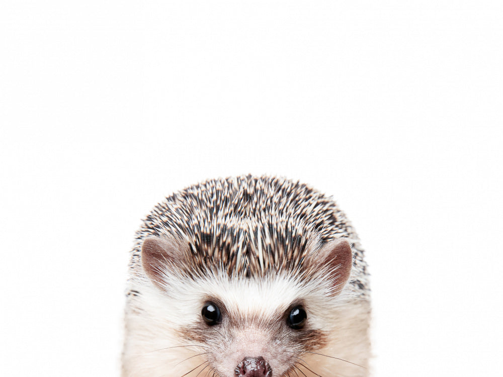 Peeking Hedgehog | Canvas