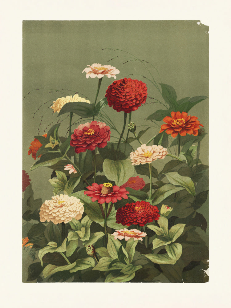 Zinnias By Ellen Thayer Fisher | Poster