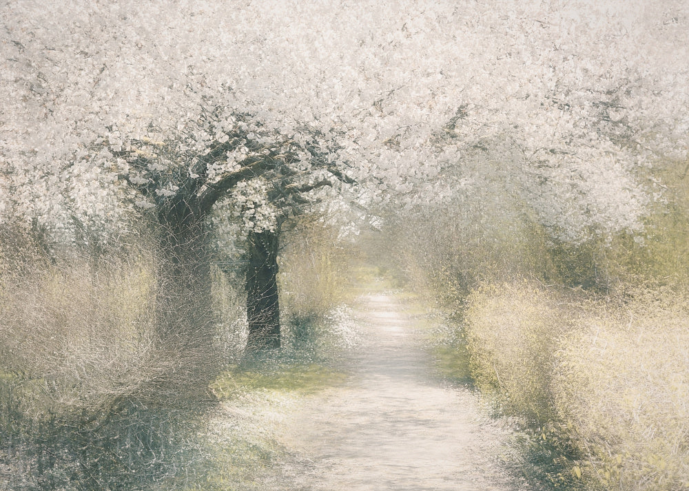 Cherry blossom | Poster