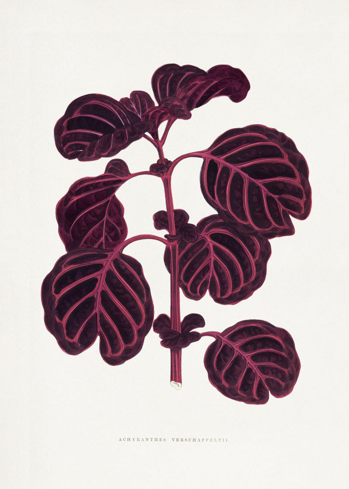Pink Achyranthes Verschaffeltii Leaf Illustratio | Canvas