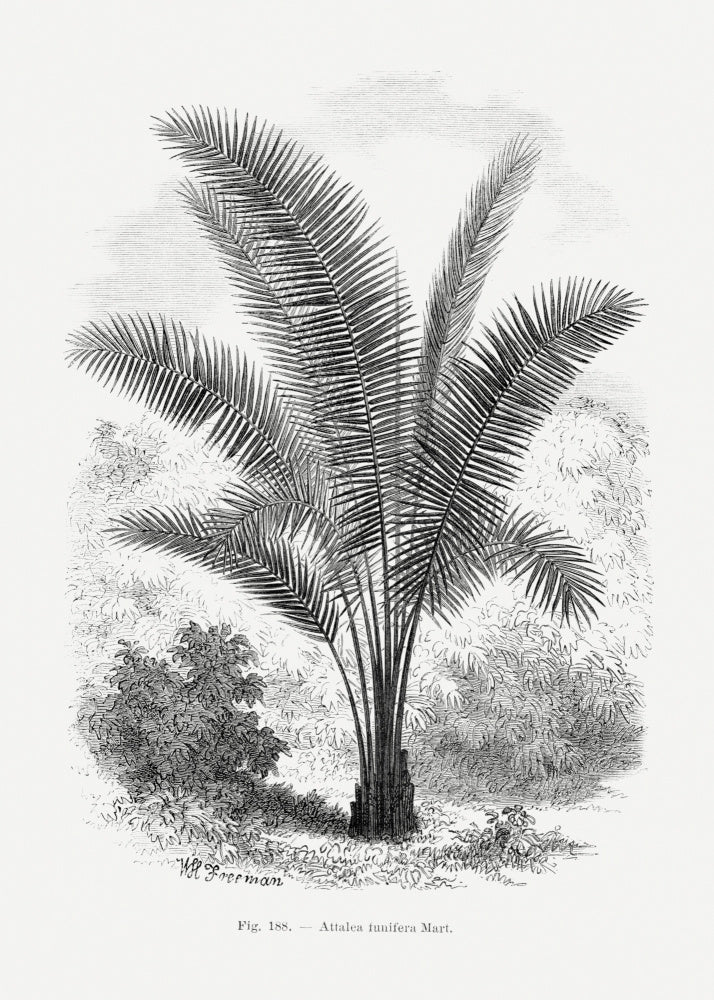 Vintage Palm Tree Drawing Vii | Poster